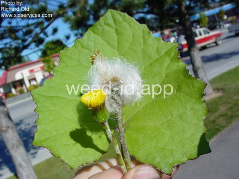 coltsfoot